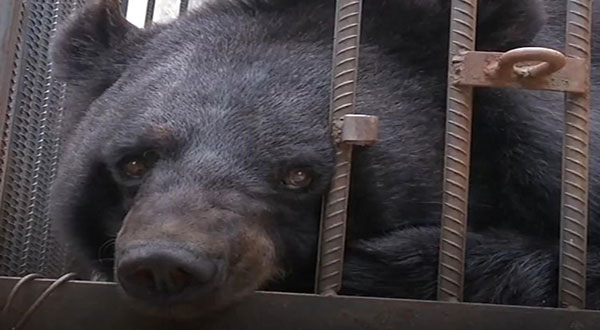 Chinese Family Shocked as Pet "Puppy" Turns Out to Be a Bear! Chinese Family Shocked as Pet ’Puppy’ Turns Out to Be a Bear!